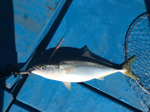 メジロの釣果