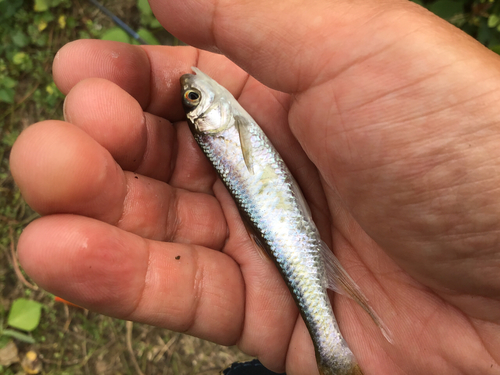 オイカワの釣果