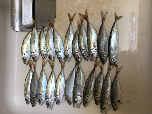 アジの釣果