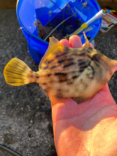 カワハギの釣果