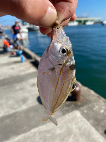 釣果