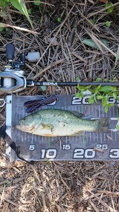 ブラックバスの釣果