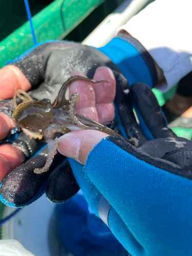 イイダコの釣果