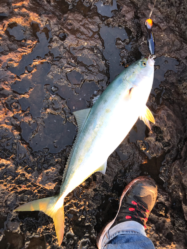 ブリの釣果