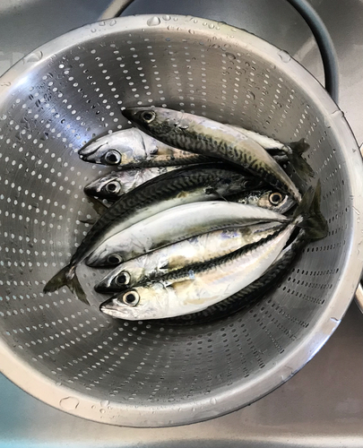 サバの釣果