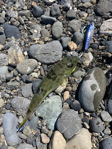 シロサバフグの釣果