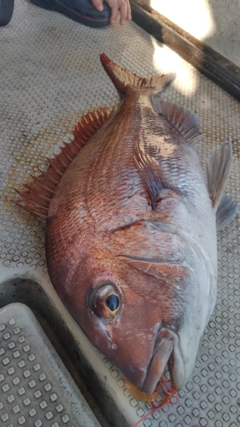 マダイの釣果