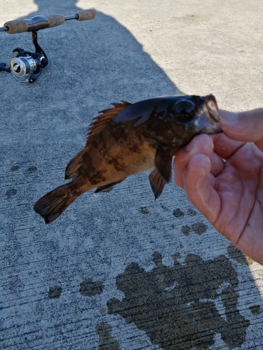 シロメバルの釣果