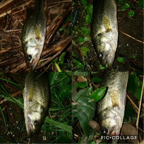 ブラックバスの釣果