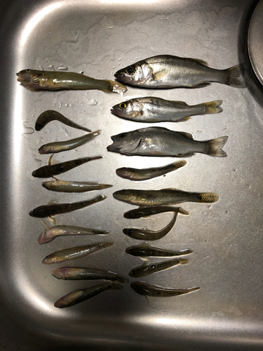 ハゼの釣果