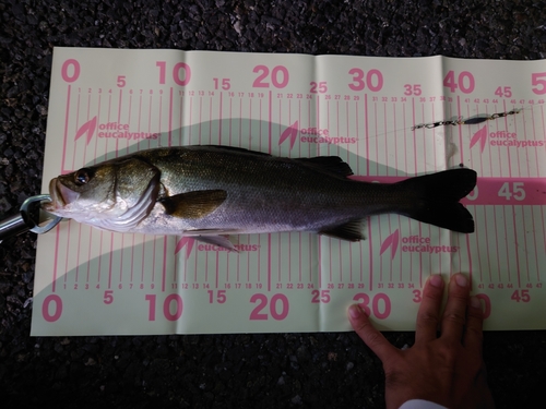 シーバスの釣果