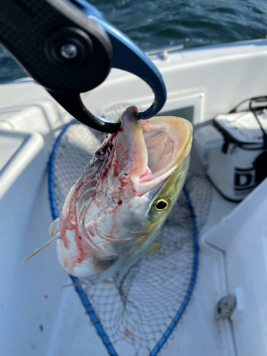 イナダの釣果