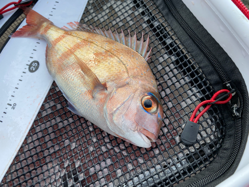 マダイの釣果