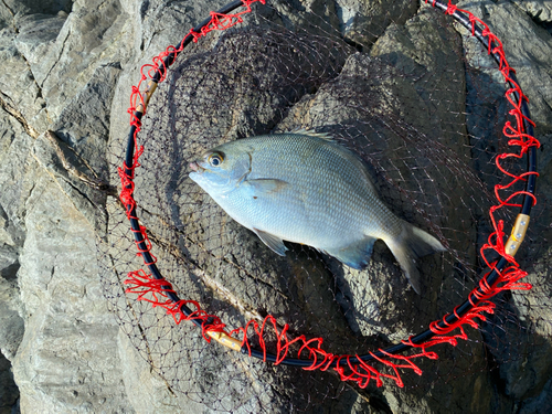 イスズミの釣果