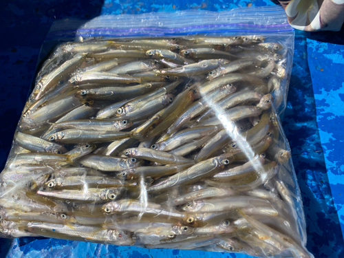 ワカサギの釣果