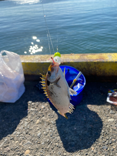 アイゴの釣果