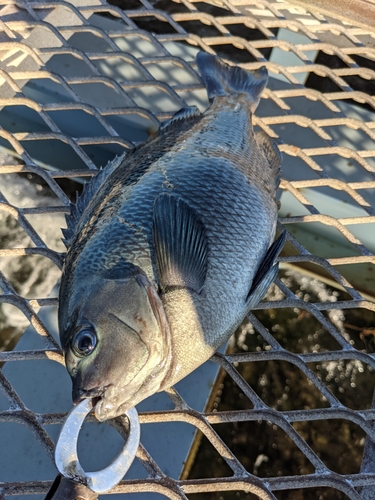 釣果