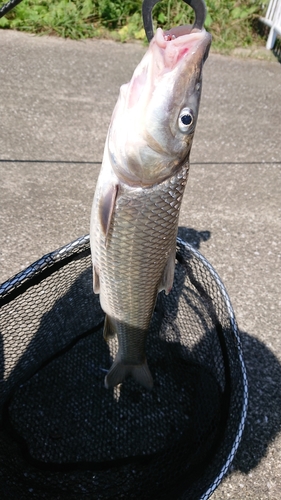 ニゴイの釣果