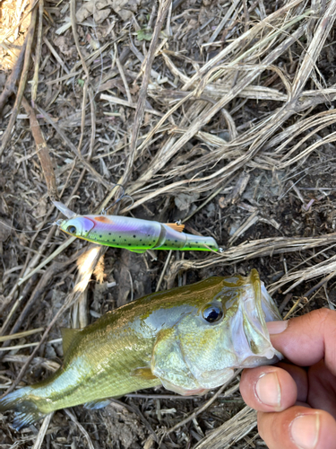 ラージマウスバスの釣果