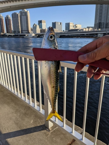 サバの釣果