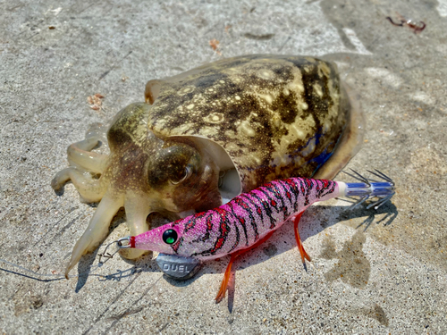 コウイカの釣果