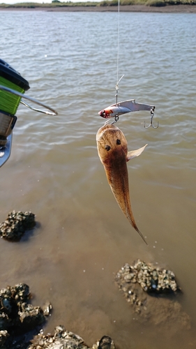 ハゼの釣果