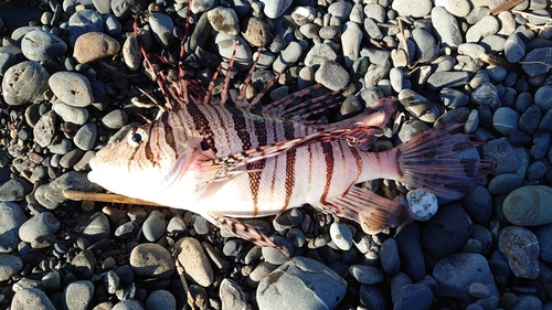 ミノカサゴの釣果