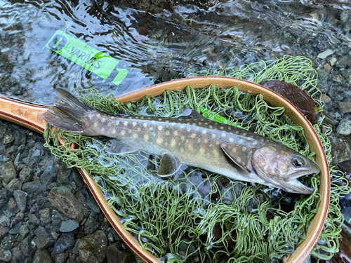 ニッコウイワナの釣果