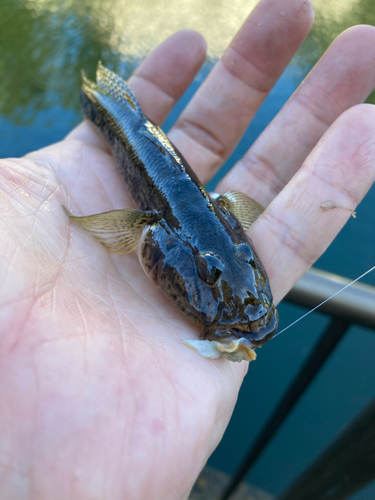 ハゼの釣果