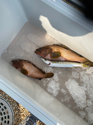 アコウの釣果