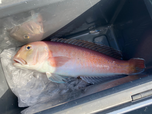 シロアマダイの釣果