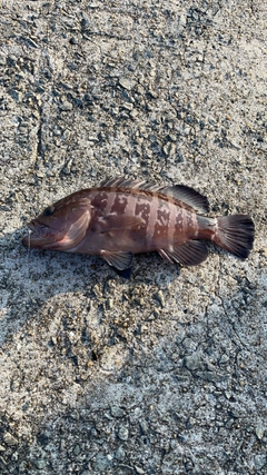 マハタの釣果