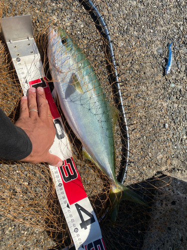 イナダの釣果