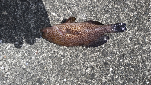 オオモンハタの釣果