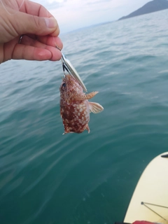 アラカブの釣果