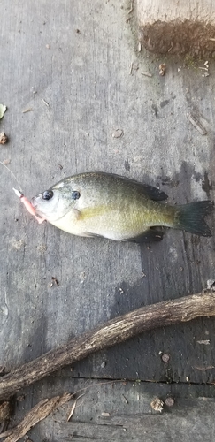 ブルーギルの釣果