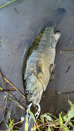 スモールマウスバスの釣果