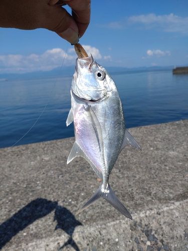 メッキの釣果