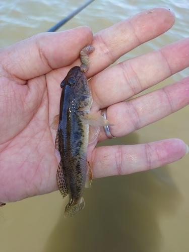 マハゼの釣果