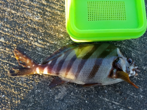 タカノハダイの釣果