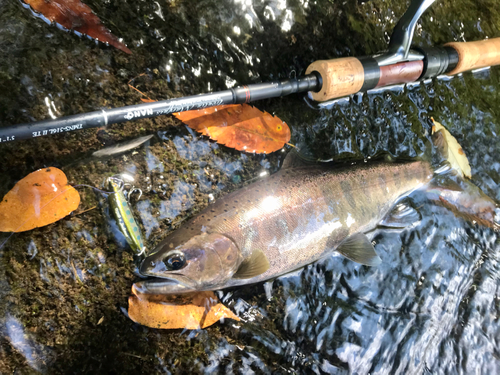 ヤマメの釣果