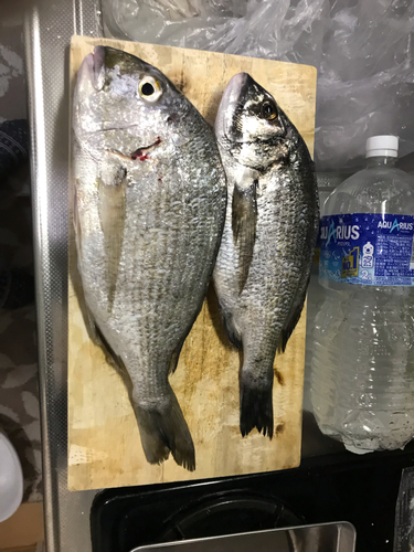 ヘダイの釣果