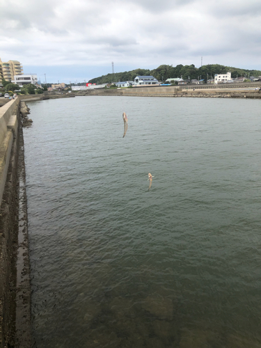 シマハゼの釣果