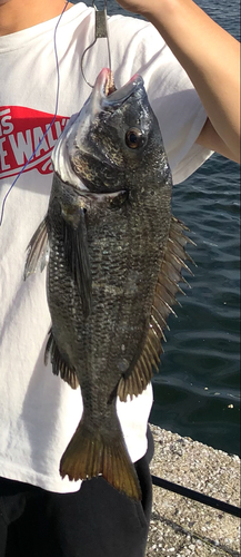 チヌの釣果