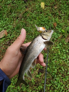 ニゴイの釣果