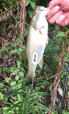 ブラックバスの釣果