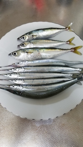 サバの釣果