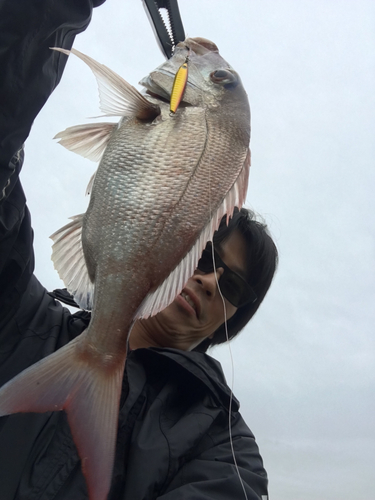 マダイの釣果