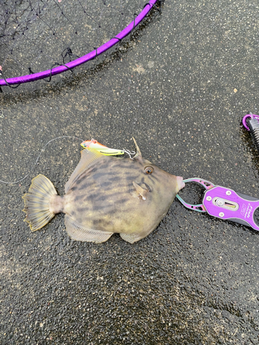 カワハギの釣果