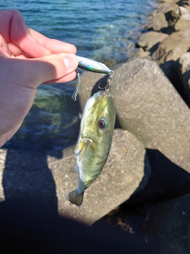 フグの釣果